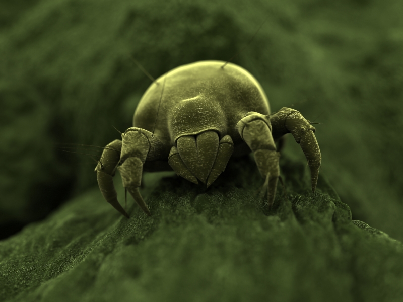 Dust Mite Information for Kids Dust Mite Facts for Kids Dust Mite Information for Kids Dust Mite Facts for Kids