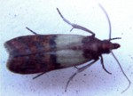 Moth Indianmeal