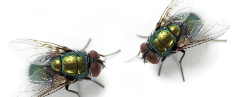 House Fruit Fly Facts For Kids What Do Flies Eat