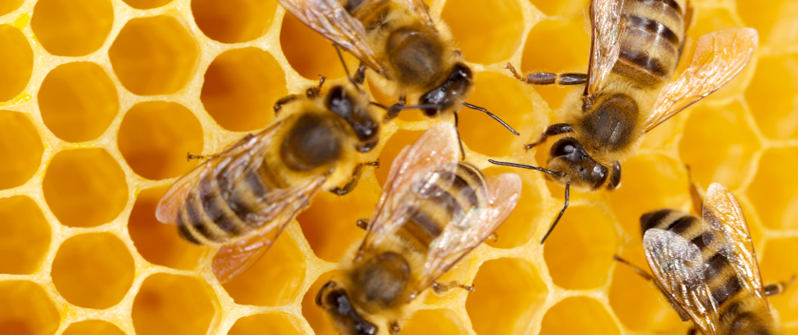 Bee Information For Kids Bumblebee Honey Bee Facts Bee Information For Kids Bumblebee Honey Bee Facts