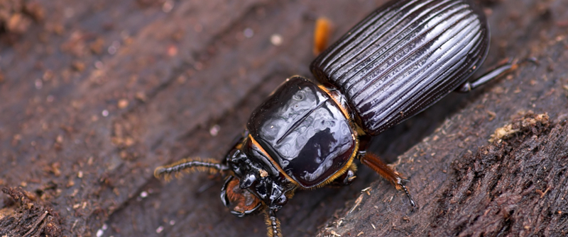 Beetle Information For Kids Beetle Facts For Students