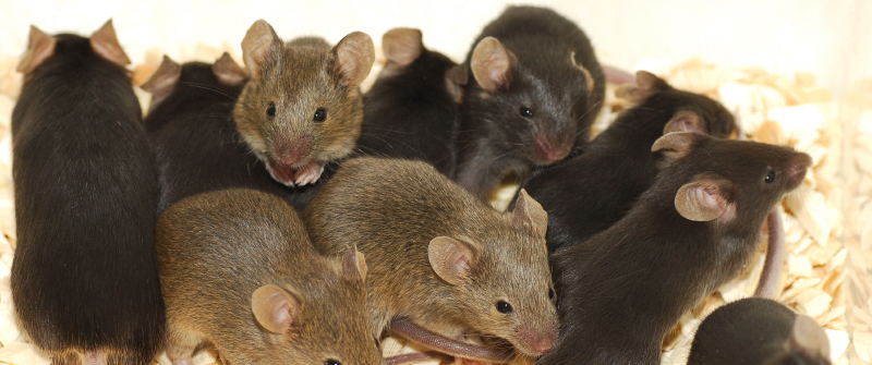 Mice Information For Kids House Mouse Facts For Kids Mice Information For Kids House Mouse Facts For Kids