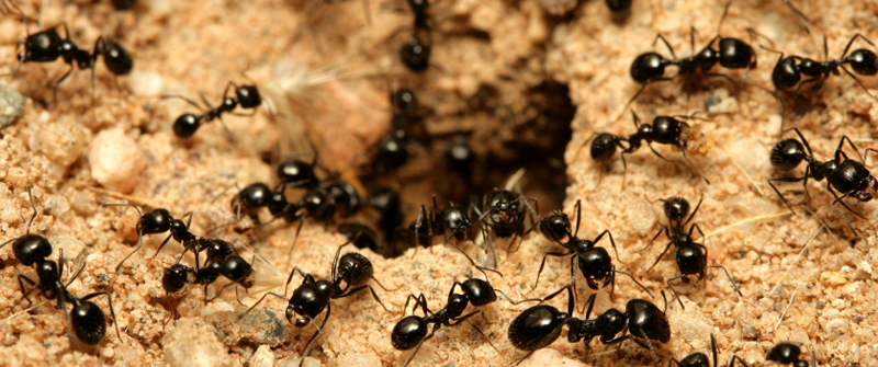 Ants: Fun Facts about Ants & Ant Information for Kids