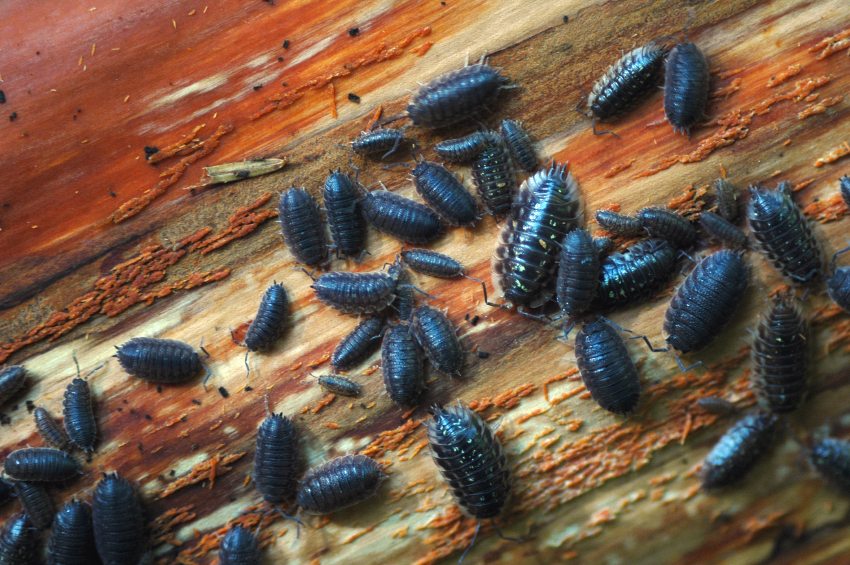 pillbug experiment