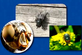 Pest Quest, Season 1, Episode 9: Mosquito munchies, the truth about earwigs and holy wings Batman!