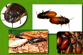 Pest Quest, Season 1, Episode 11: Four-alarm fire ants, good beetle bad beetle and step right up to the tiniest show on Earth!
