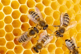 Pest Quest, Season 1, Episode 14: Busy as a carpenter bee, a survivor's tail and when mice move in!