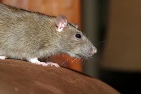 Pest Quest, Season 1, Episode 17: How is a bat like a submarine, hiss-tory of a cockroach and shoo fly you make me sick!