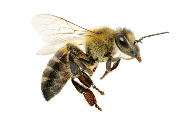 Beeorwasp