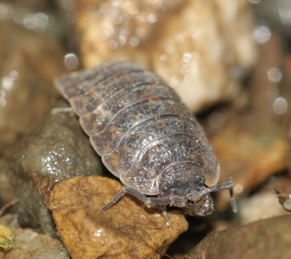 Pill Bugs Image