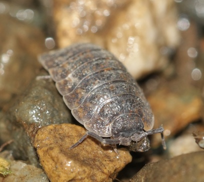 Pillbug Anatomy - Anatomy Drawing Diagram