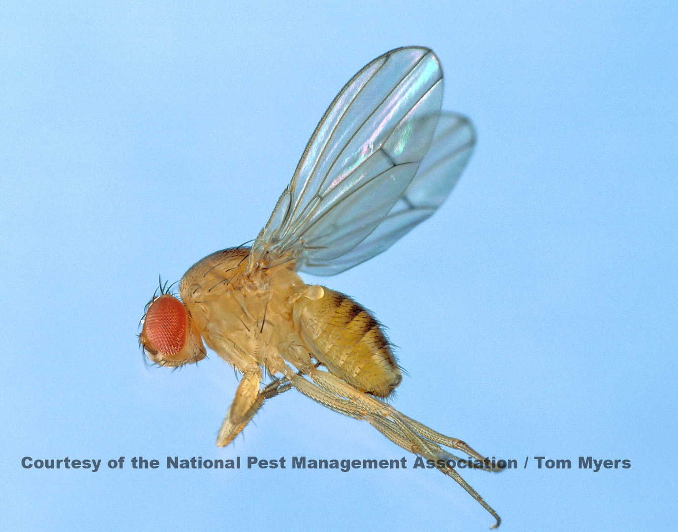 Which Came First: The Fly or The Egg? - Insect Science Experiments for Kids