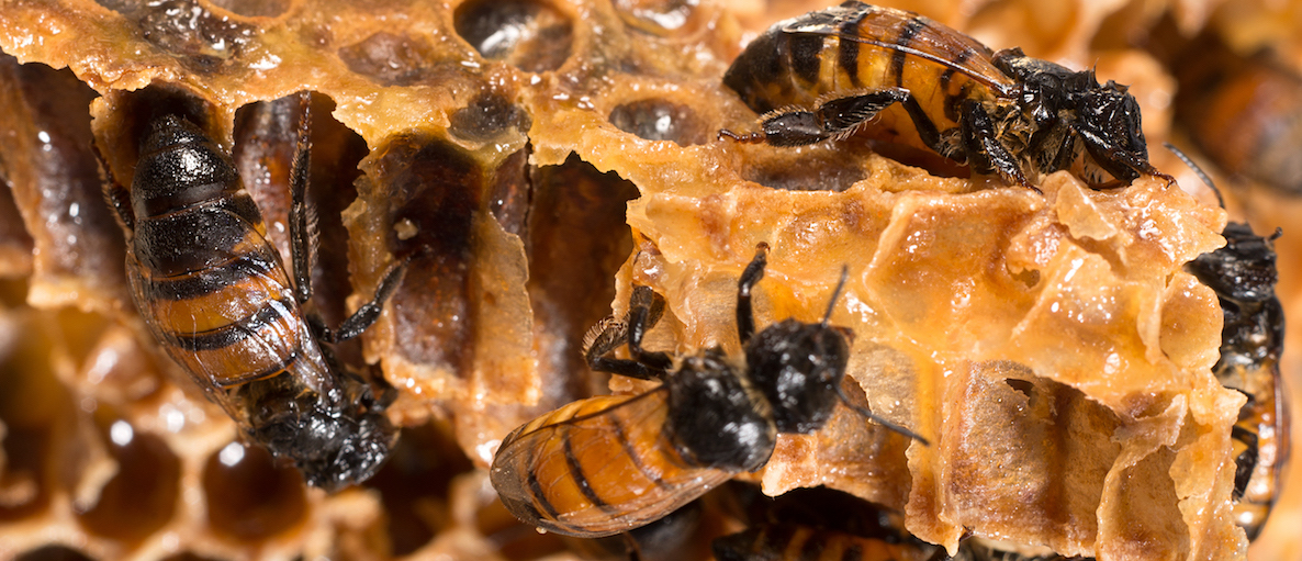 Do All Bees Make Honey? PestWorld for Kids Bug Article