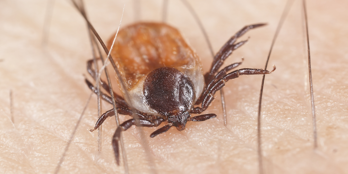 how long can dog lice survive without a host