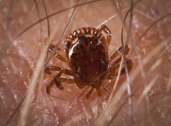 How Long Can Ticks Live In A House Without A Host