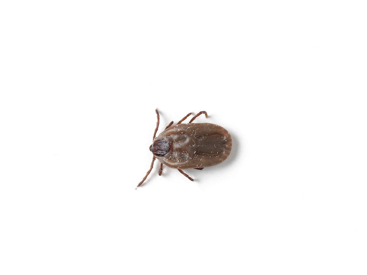 Brown Dog Tick