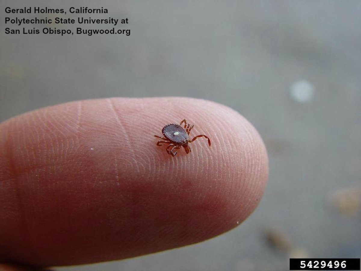 how long can ticks live in a house