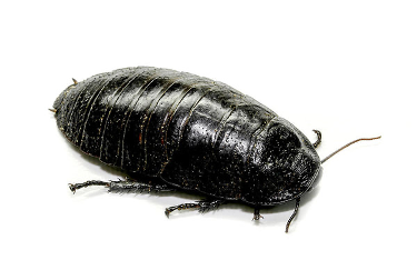 big bug pest control, remstang street, stormill, roodepoort