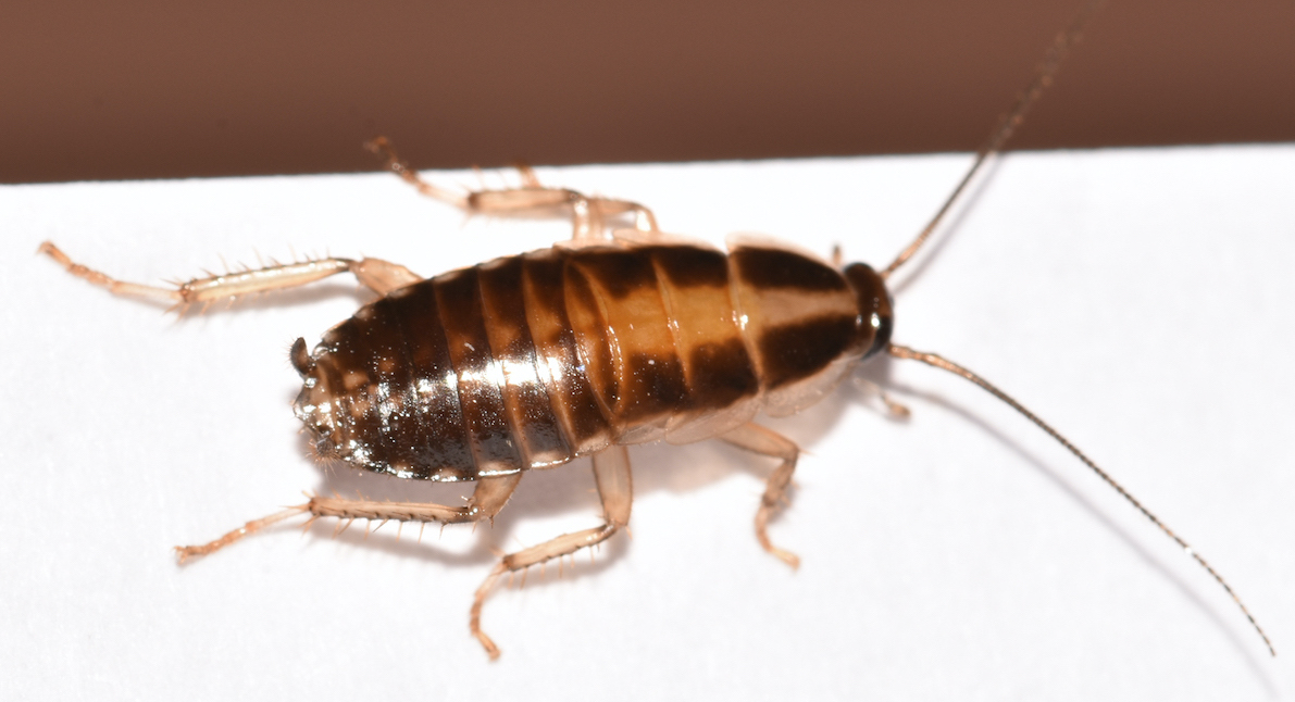 What Eats Cockroaches? PestWorld For Kids Article