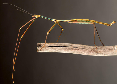bigbug pest control service Johannesburg
