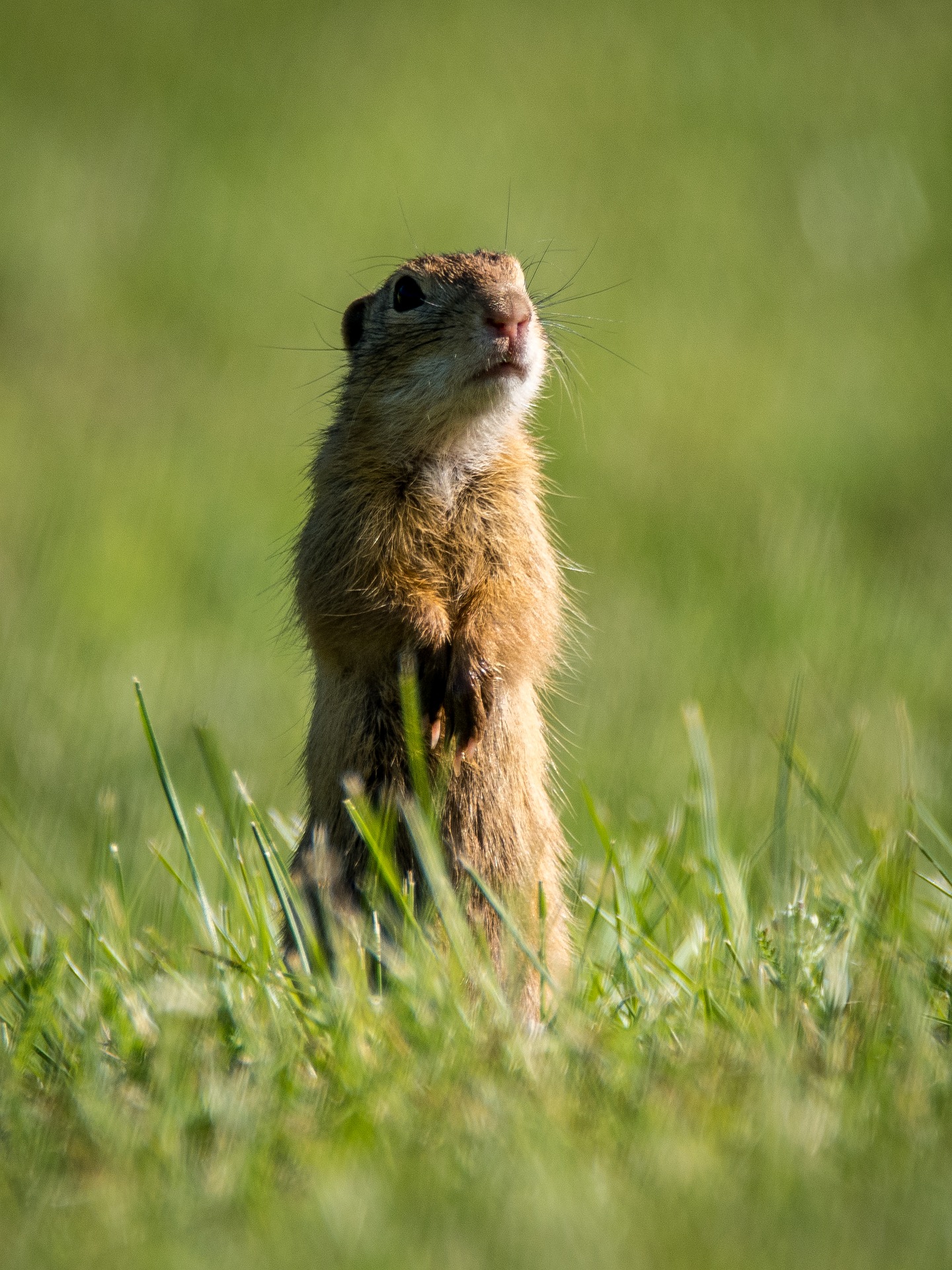 gopher-facts-for-kids-gopher-information-for-students