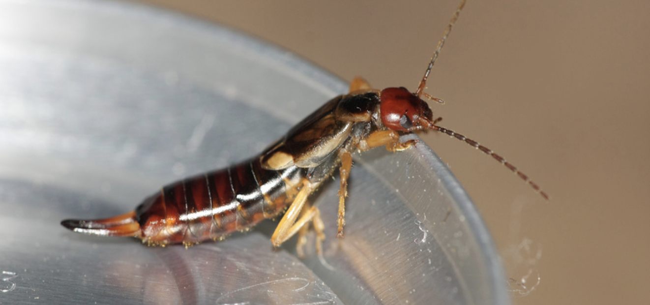 How Did Earwigs Get Their Name? Earwig Name Meaning