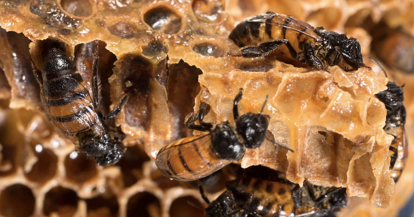 How Bees Make Honey Step-by-Step Process - Kids Facts