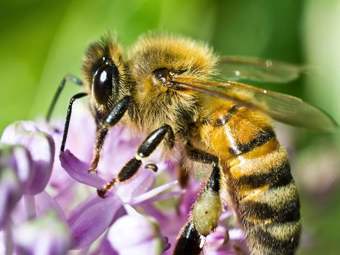 Bee, Definition, Types, & Facts