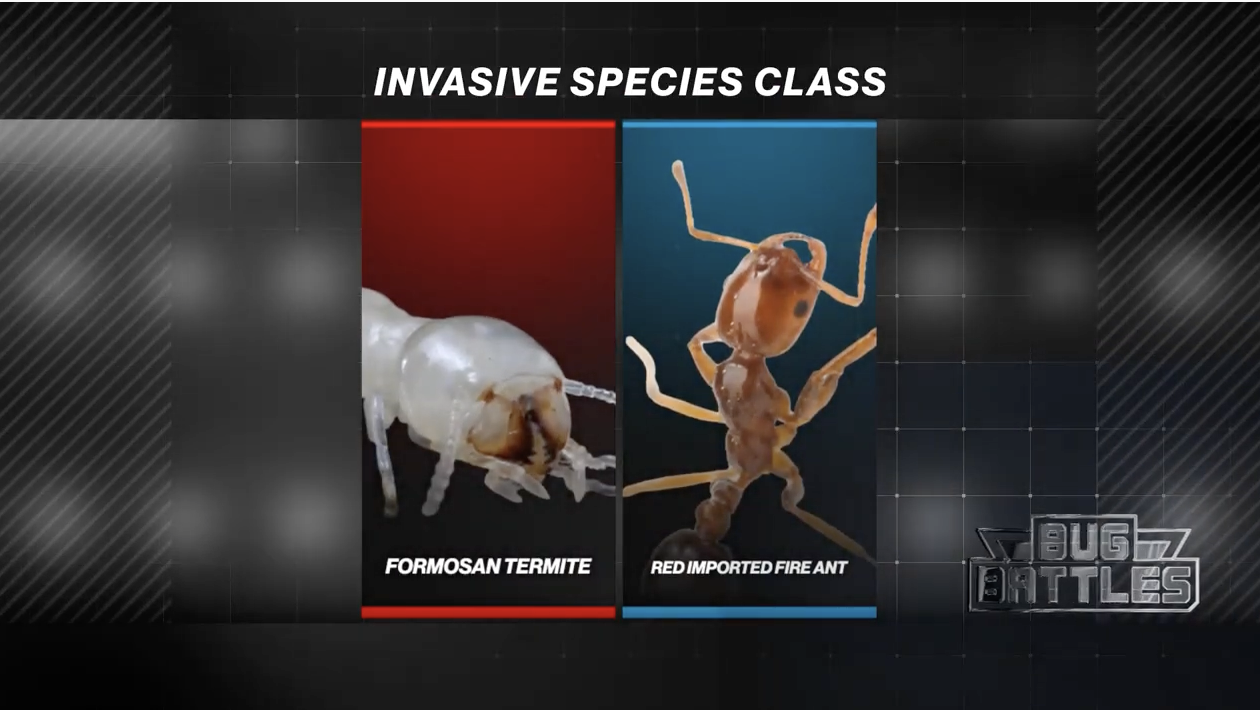 Bug Battles Episodes PestWorld for Kids