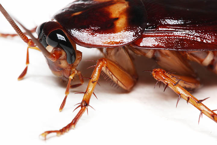 Common Cockroach Killers: Facts and Myths