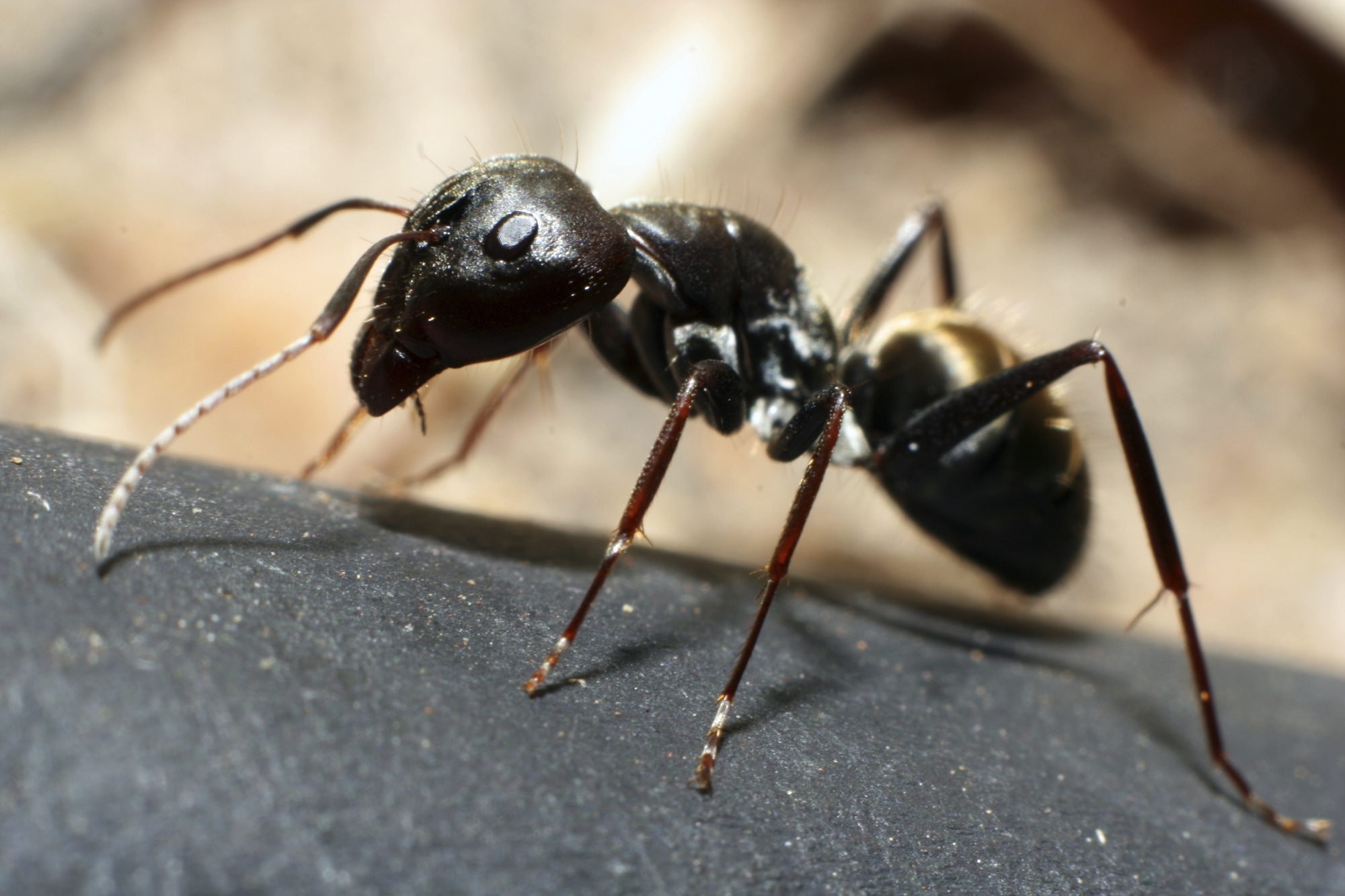 Repelling Ants - Insect Science Experiments for Kids