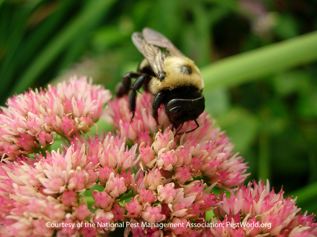 What Does a Queen Bee Look Like? – PestWorld for Kids