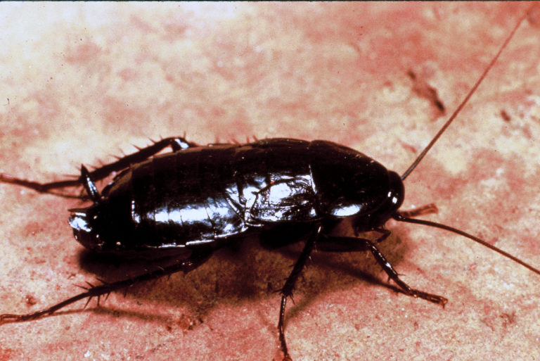 Oriental Cockroaches - Cockroach Information for Kids