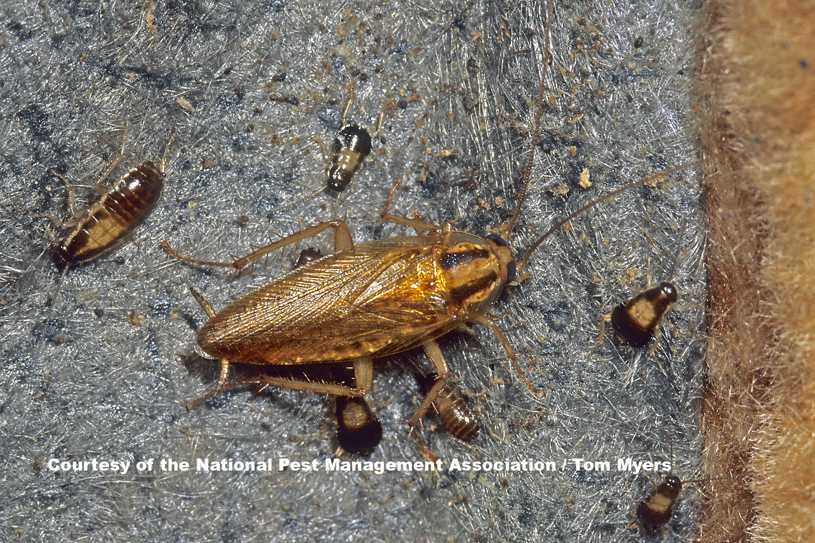 German Cockroaches - Facts about Cockroaches for Kids