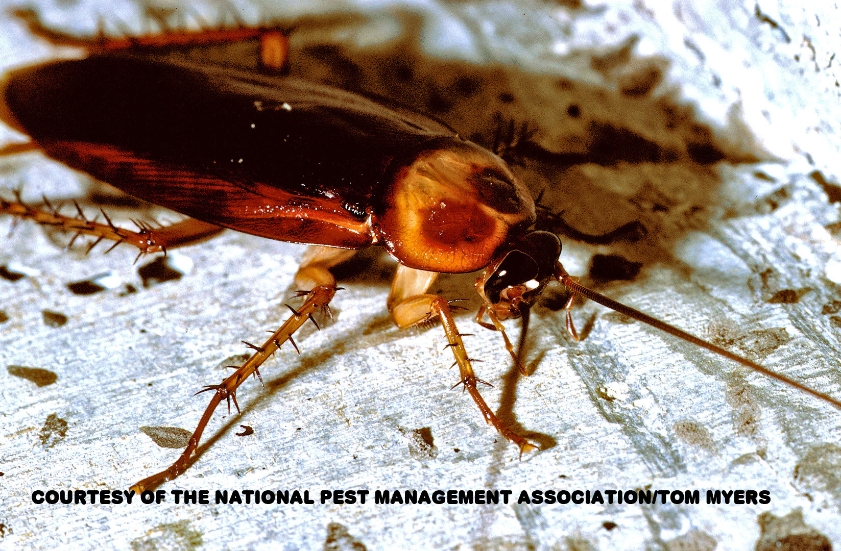 Cockroach Information for Kids Cockroach Facts for Kids