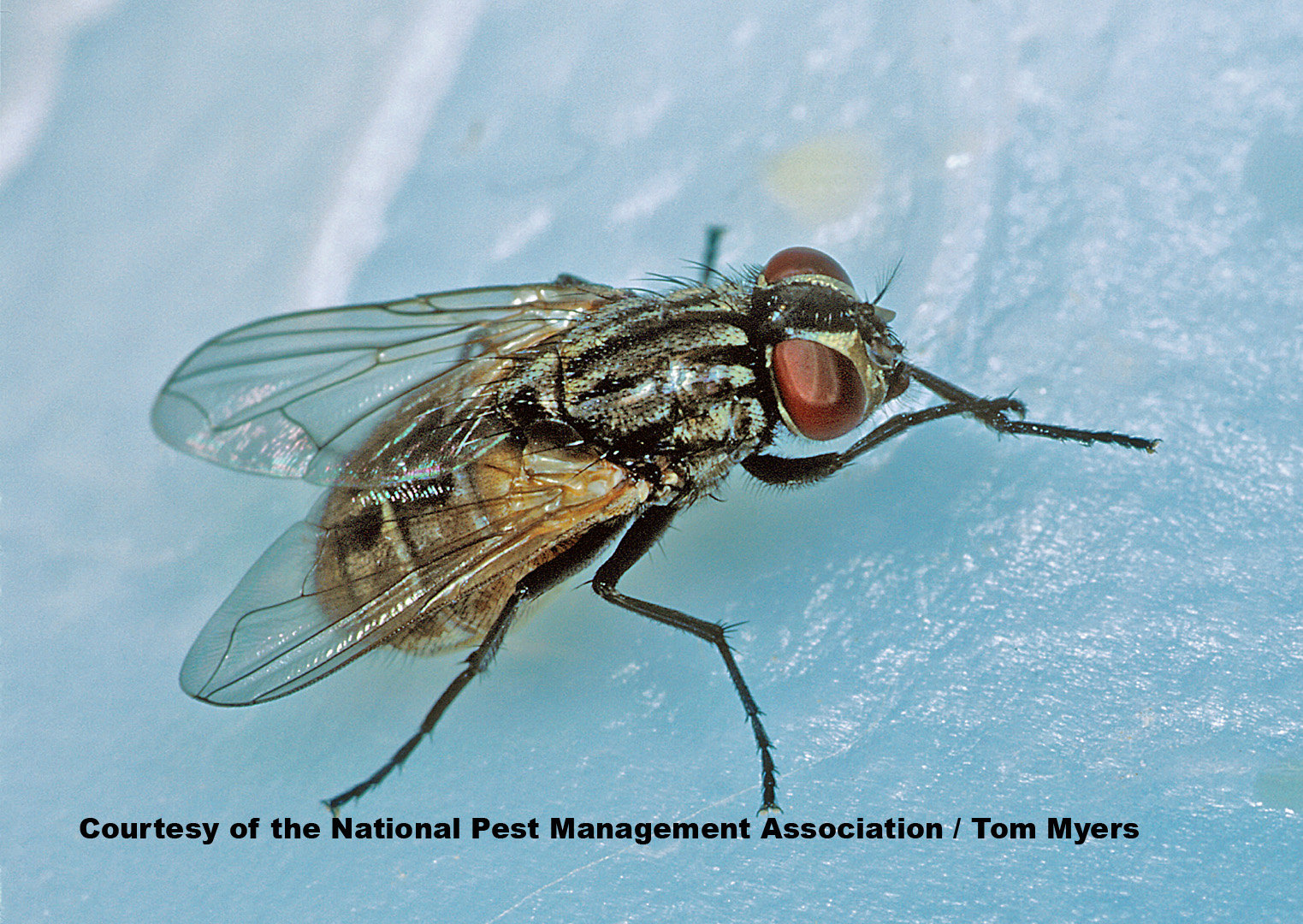 House Fly Facts for Kids