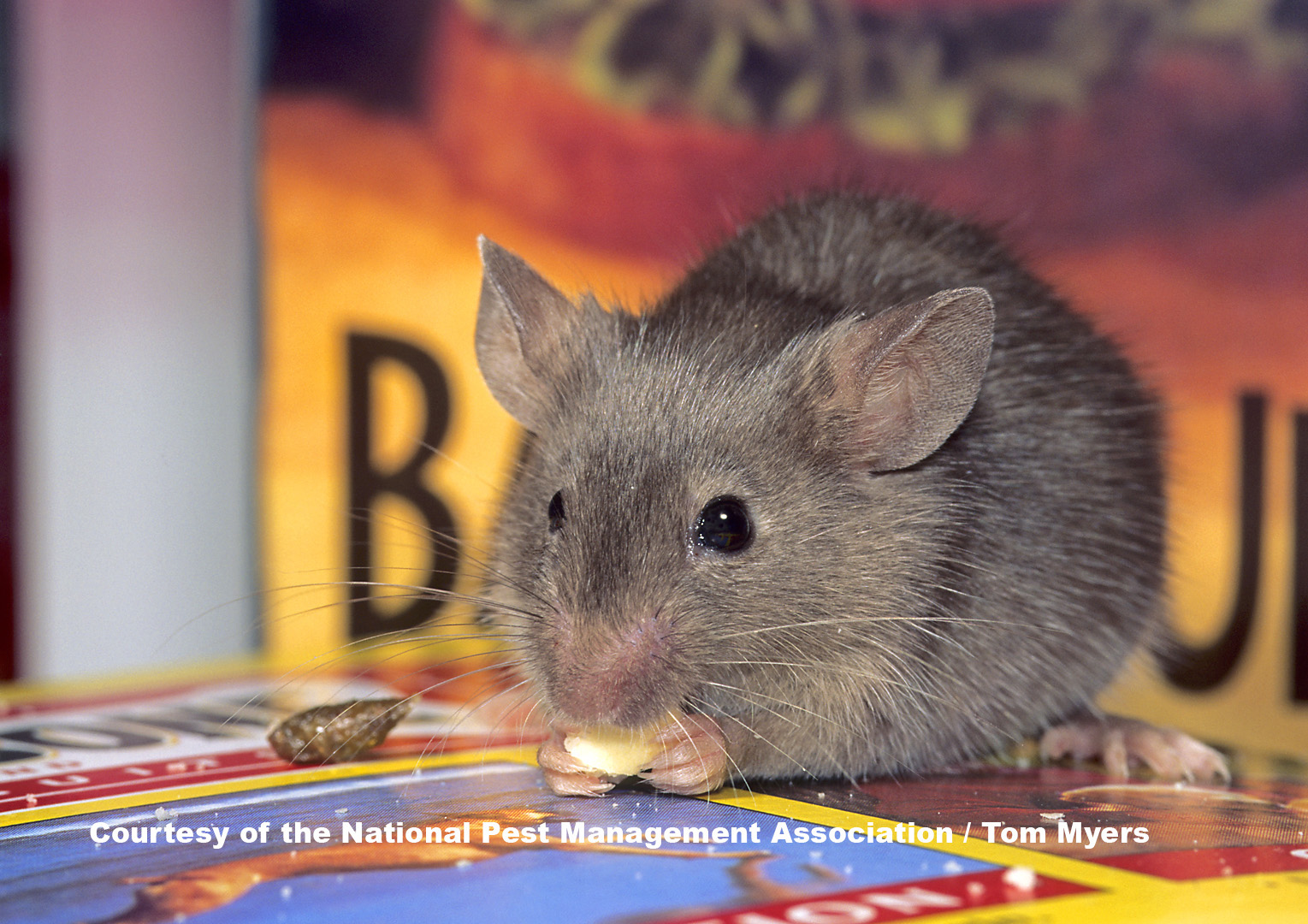 House Mice - Mouse Facts for Kids