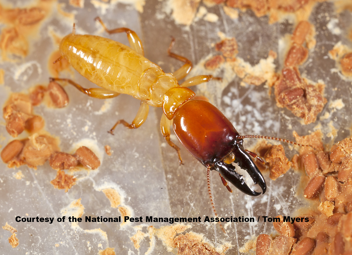 Do Termites Bite? Identify Termite Bites on Humans