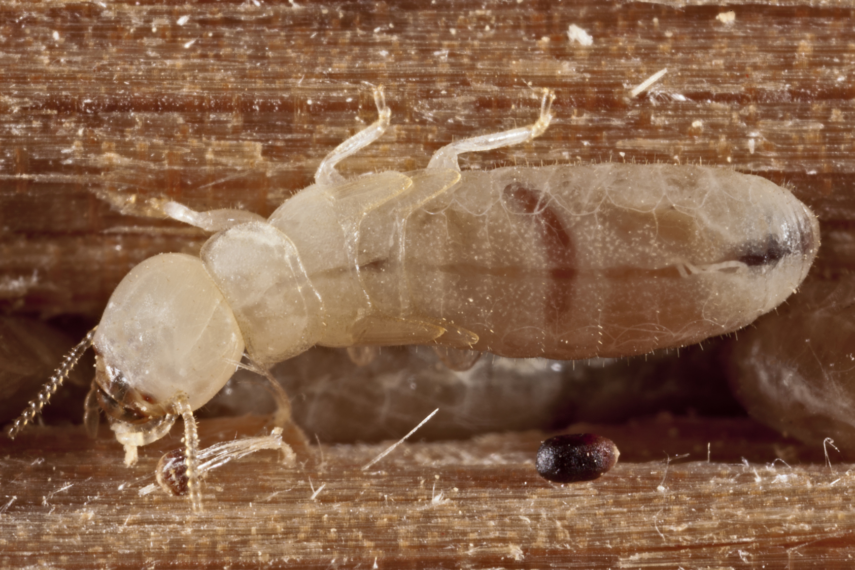 do baby termites look like worms