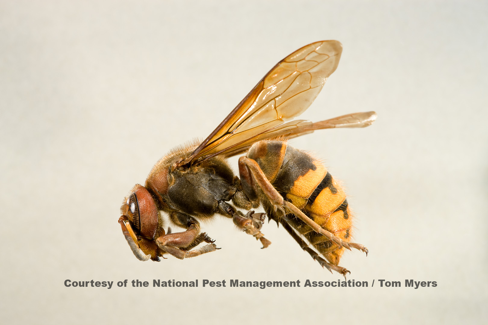 European Hornet Facts for Kids