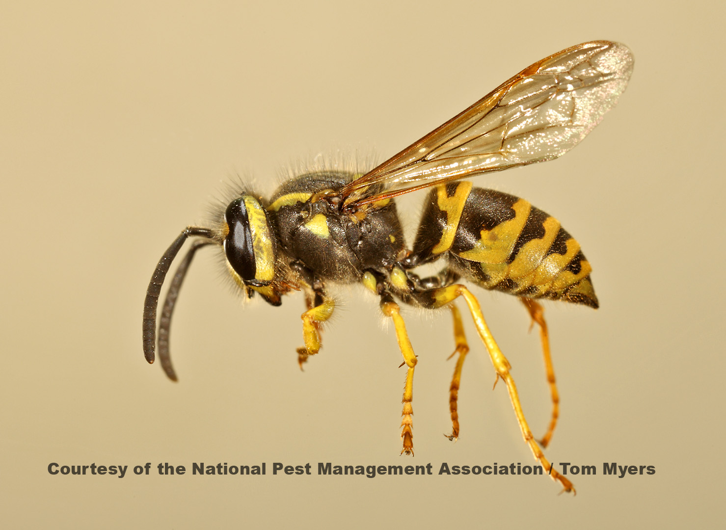 Yellow Jacket Facts for Kids