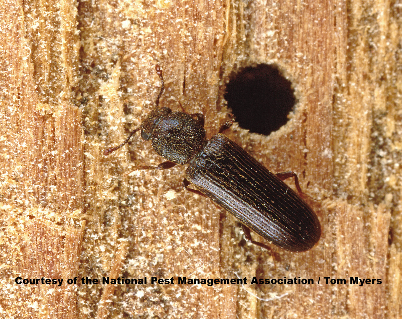 Beetle Information for Kids Beetle Facts for Students