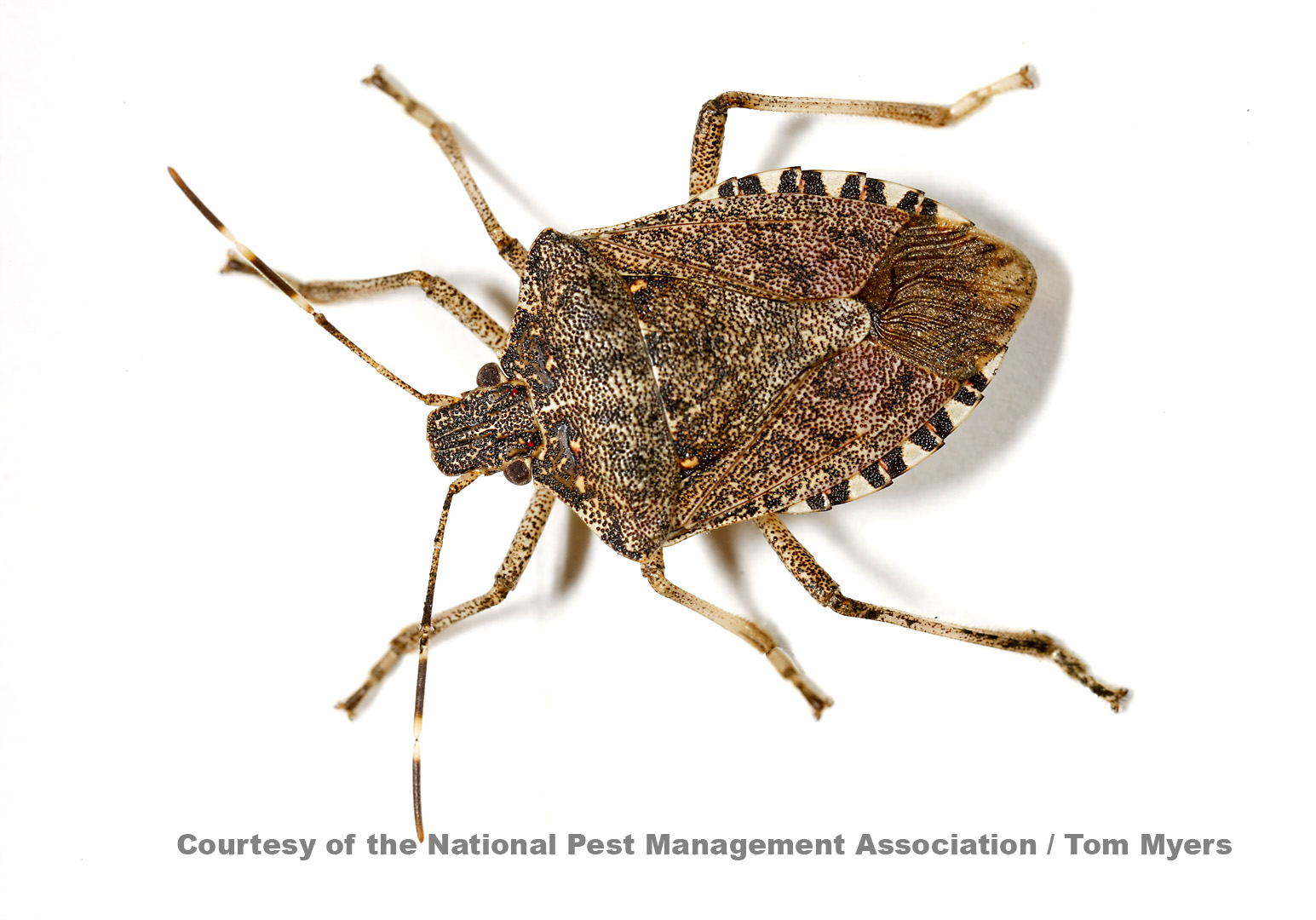 Do you know why stink bugs stink? What do they smell like?