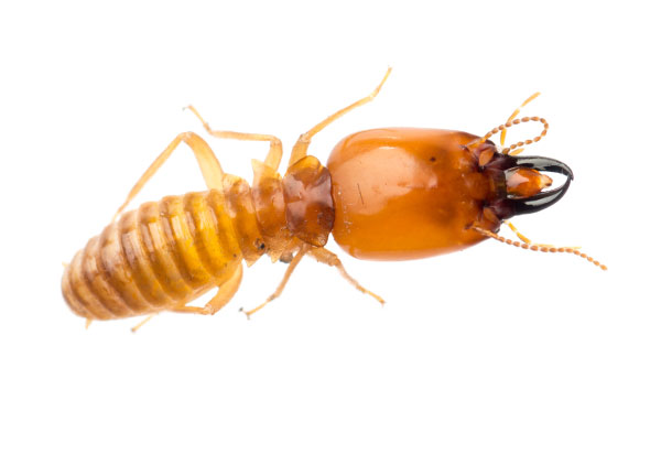 Videothumbnails Termite
