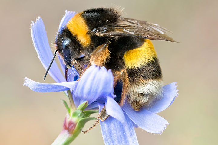 2022 720X480headers Queenbumblebee