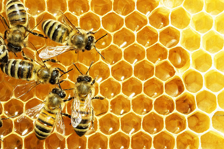 A closer look at how bees make honey - PerfectBee