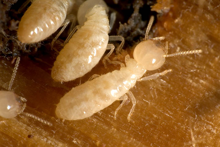 What causes termites discount