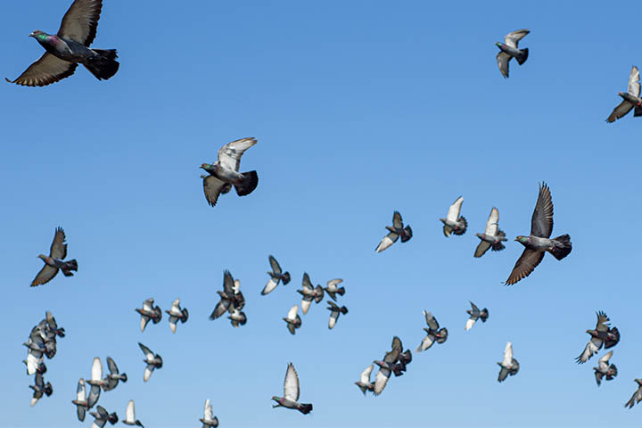 2022 720X480headers 0010 Small Flock Of Birds