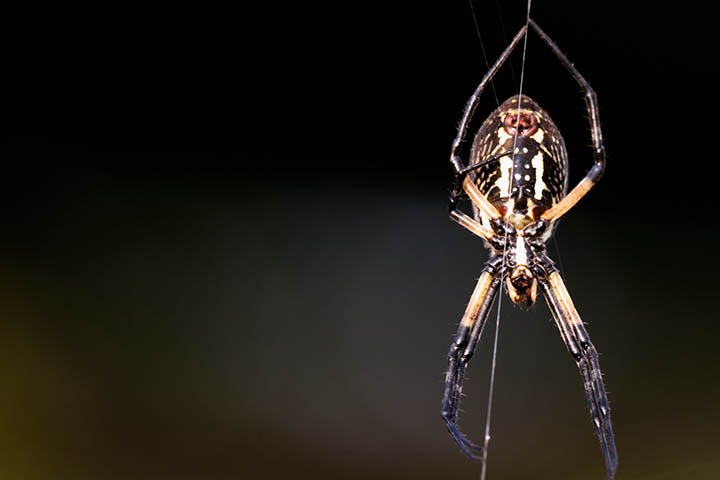 Spider Facts for Kids: Arachnid Information for Students