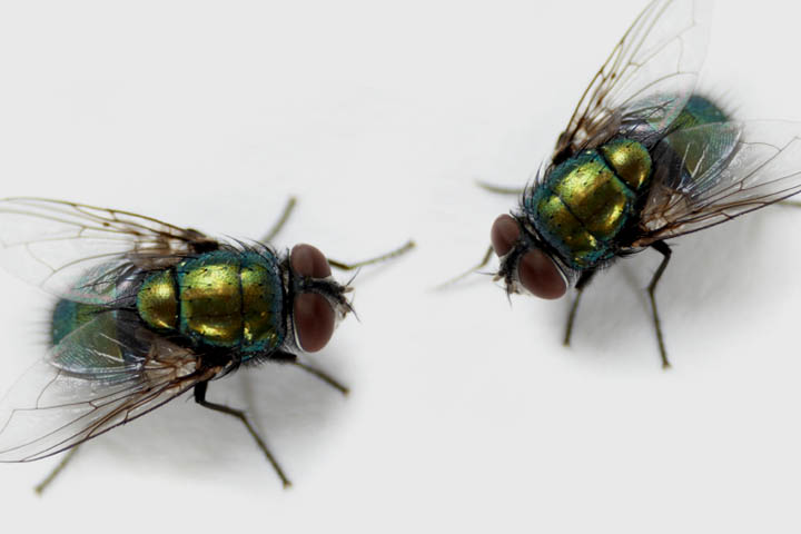 House & Fruit Fly Facts for Kids - What Do Flies Eat?